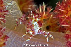 A small soft coral crab walking around. by Francesco Ricciardi 